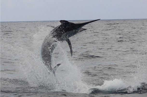 Pic: Mick Fletoridis